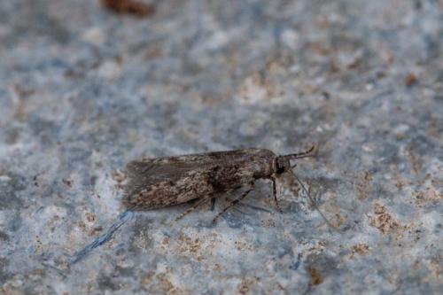 Réf. 248 309 : Blastobasis sp.